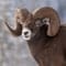 Bighorn Sheep