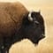 Bison