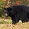 Black Bear