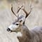 Black-tailed Deer