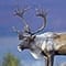 Caribou