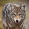 Coyote