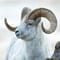 Dall Sheep