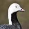 Emperor Goose