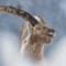 Ibex