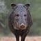 Javelina