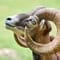 Mouflon Sheep