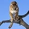 Mountain Lion