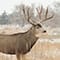 Mule Deer