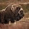 Muskox