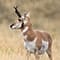 Pronghorn Antelope