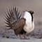 Sage-Grouse