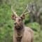 Sambar Deer