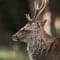 Sika Deer