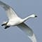 Tundra Swan