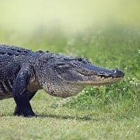 alligator