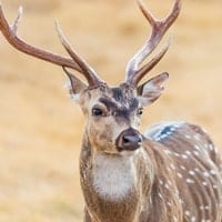 axis deer