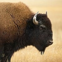 bison