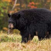 black bear
