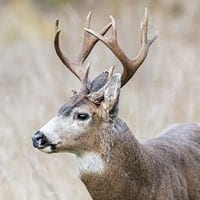 black-tailed deer