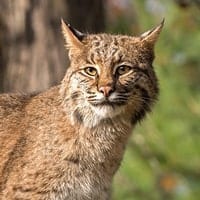 bobcat