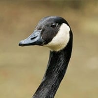canada goose
