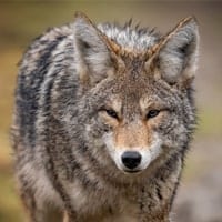 coyote