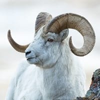 dall sheep