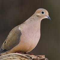 dove