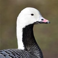 emperor goose