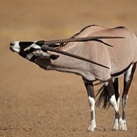 gemsbok