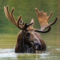 moose