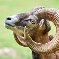 mouflon sheep