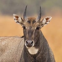 nilgai