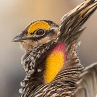 prairie chicken