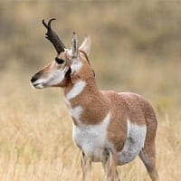 pronghorn antelope