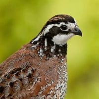 quail