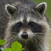 raccoon