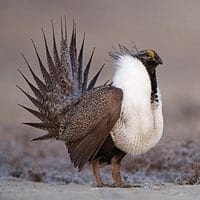 sage-grouse