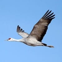 sandhill crane