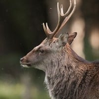 sika deer