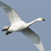 tundra swan