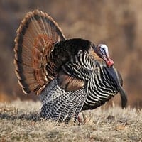 turkey (fall)