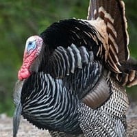 turkey (spring)