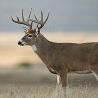 white-tailed deer