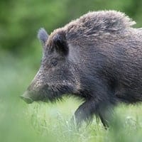 wild boar