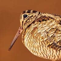 woodcock