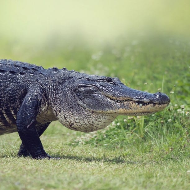 alligator