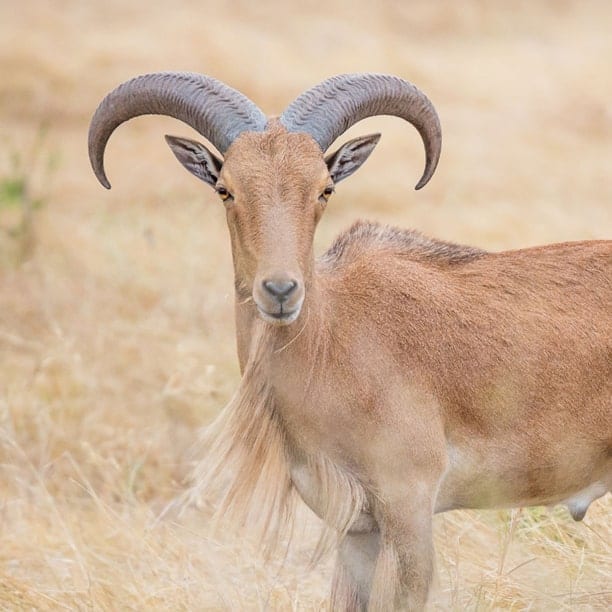 barbary sheep