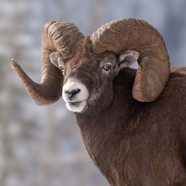 bighorn sheep